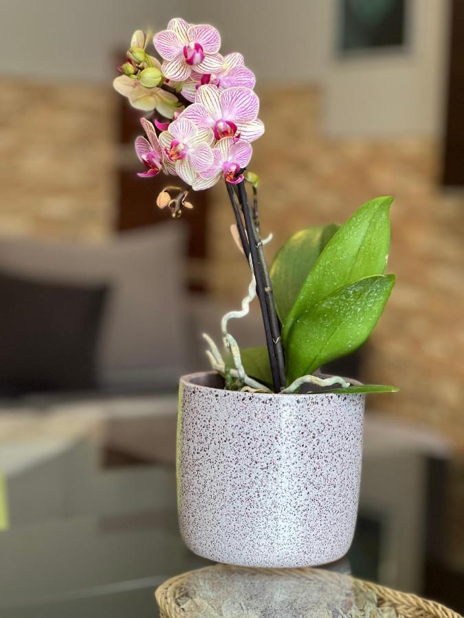 Dorina Wellness Apartman Siofok Luaran gambar